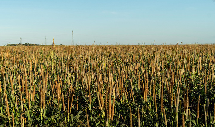 Para se ter ideia da importância desse assunto aos agricultores paranaenses, o Estado é líder em contratações de seguro rural no Brasil, com quase 40 mil apólices em 2020 no âmbito do Programa de Subvenção ao Prêmio do Seguro Rural (PSR) do governo federa