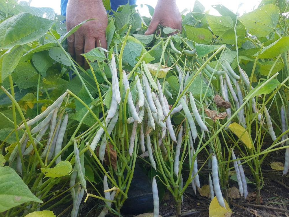 O cultivo de feijão contou com 56 sacas em média por hectare 
