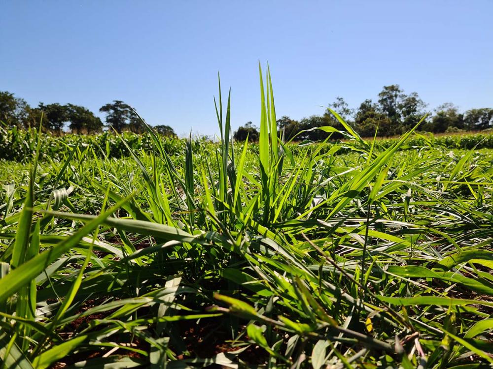 O incremento de biomassa chega a 9% se comparado a parcela sem a aplicação da bactéria