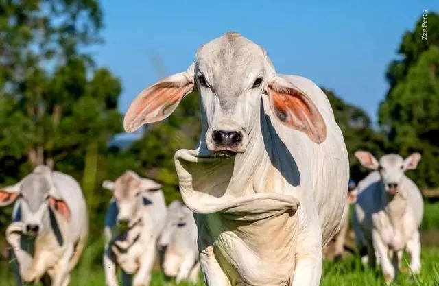 A origem desse zebu sintético data de mais de um século atrás, com influências genéticas do gado mocho nacional e animais de origem indiana que foram cruzados por fazendeiros do estado de Goiás para criar o Mocho Nacional ou Baio Mocho. Fotos Zzn Peres