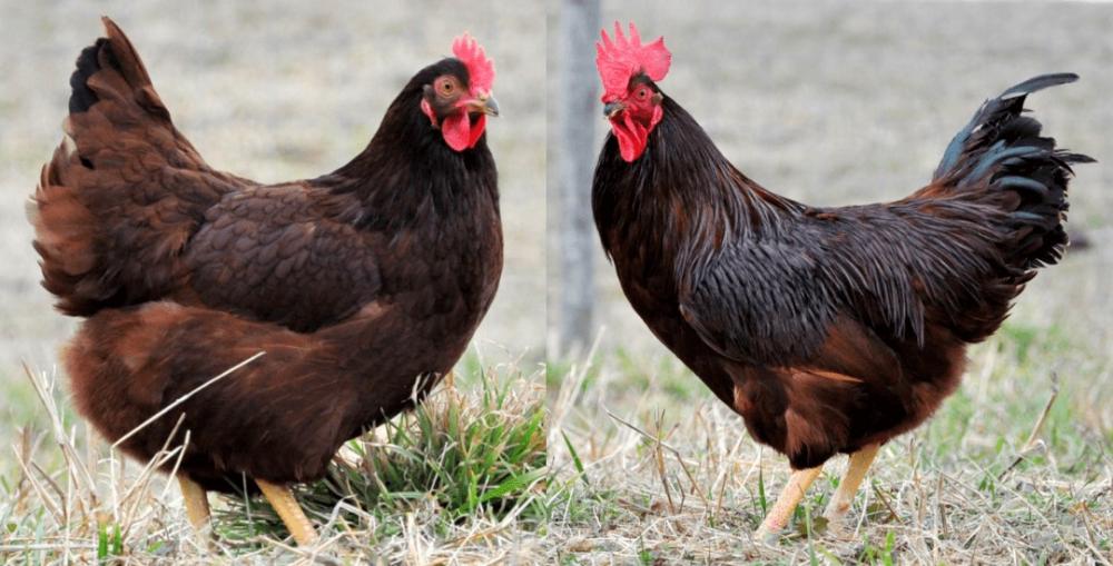 Casal de Rhode Island Red (fonte: Meyer Hatchery Blog)