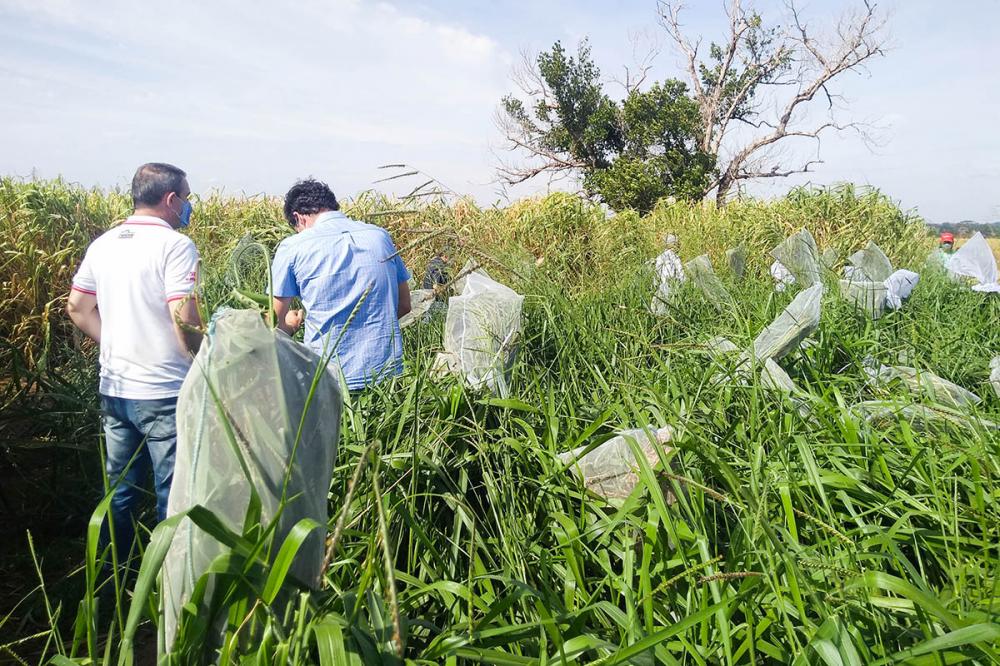 Colheita de sementes para formar as áreas de avaliação da produção a campo e ganho de peso animal (Foto: Cedida)