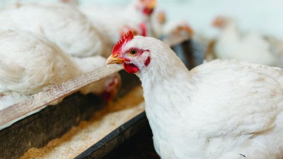 ProAct 360™ tem um papel importante na sustentabilidade da cadeia de produção de proteína animal. 
