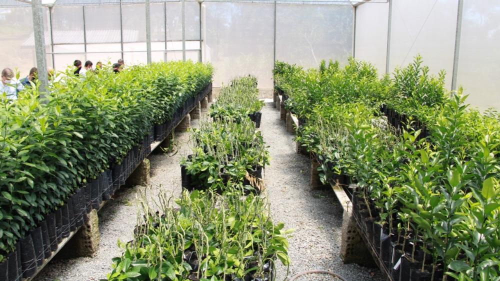 Os produtores que receberam as mudas foram selecionados pelo IDR-Paraná e pela prefeitura e vão receber todo a assessoria e apoio dos técnicos do Instituto. Fotos IDR.