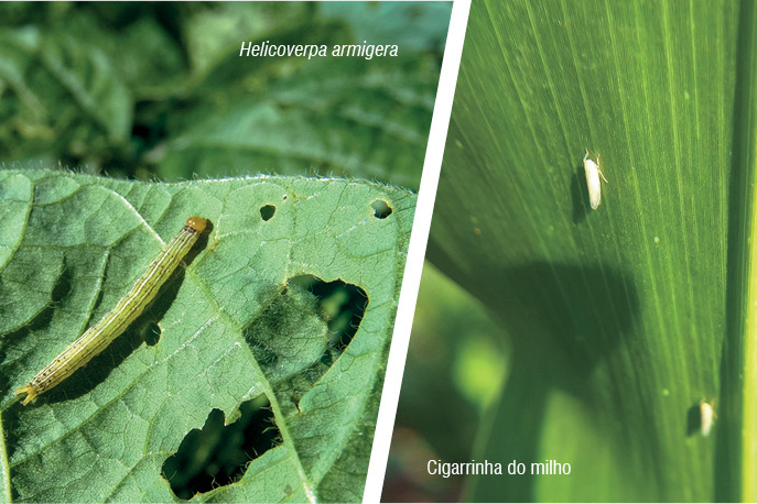 A Portaria 63, de fevereiro de 2021, que regulamenta essa novidade ao campo paranaense, delega a tarefa de comunicar ao órgão de vigilância sanitária aos seguintes públicos: profissionais das ciências agrárias, da iniciativa pública ou privada, na condiçã