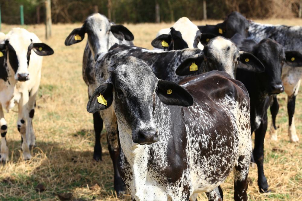 Durante o Encontro Virtual da Raça Girolando, Alysson Paulinelli também fará o registro genealógico simbólico de um animal, que representará a marca de 2 milhões de registros efetuados entre os anos de 1989 e julho de 2021.