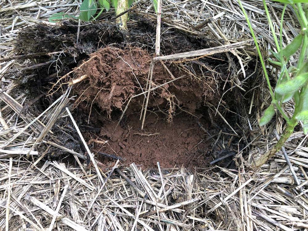 . A construção da fertilidade do solo é o alicerce necessário e ideal para a busca de uma rentabilidade maior. 