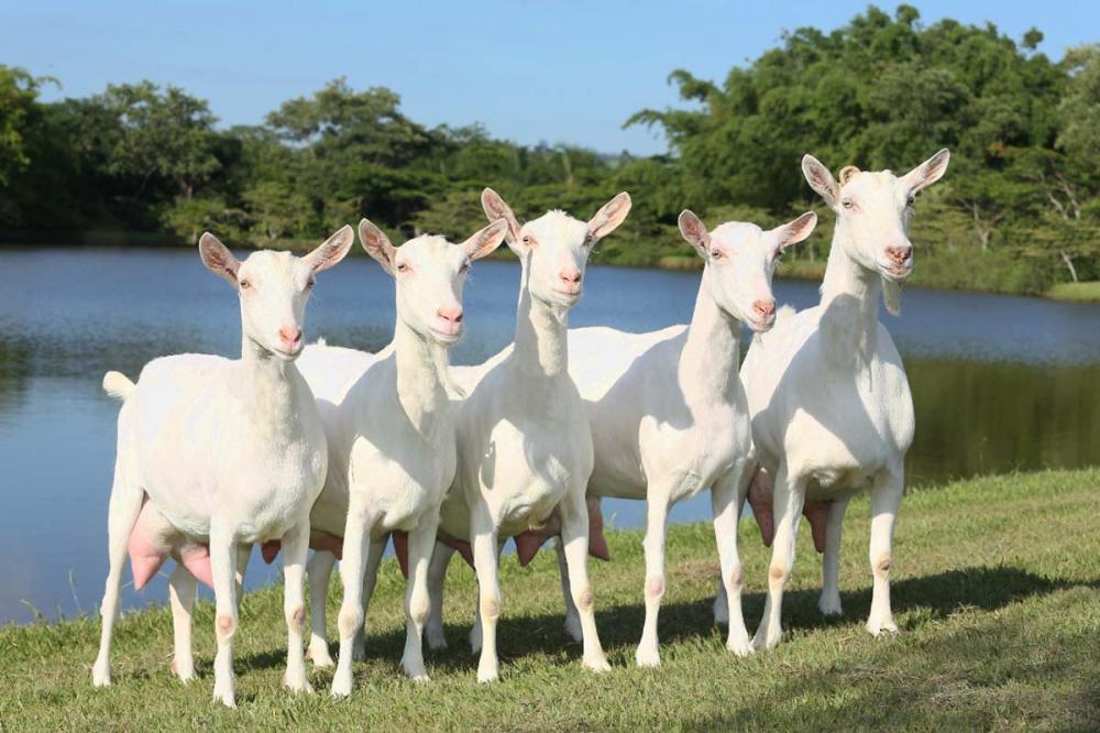 Os resultados do primeiro procedimento de TE nos exemplares da Agro Maripá foram surpreendentes, de acordo com a empresa. 