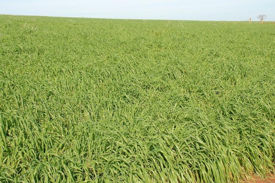 A aveia é uma alternativa para produtores que desejam ter pasto, feno ou cobertura para o solo durante o inverno. A cobertura vegetal produzida pela aveia também é fundamental para a manutenção do sistema de Plantio Direto. Curitiba, 17/06/2021 - Foto: ID
