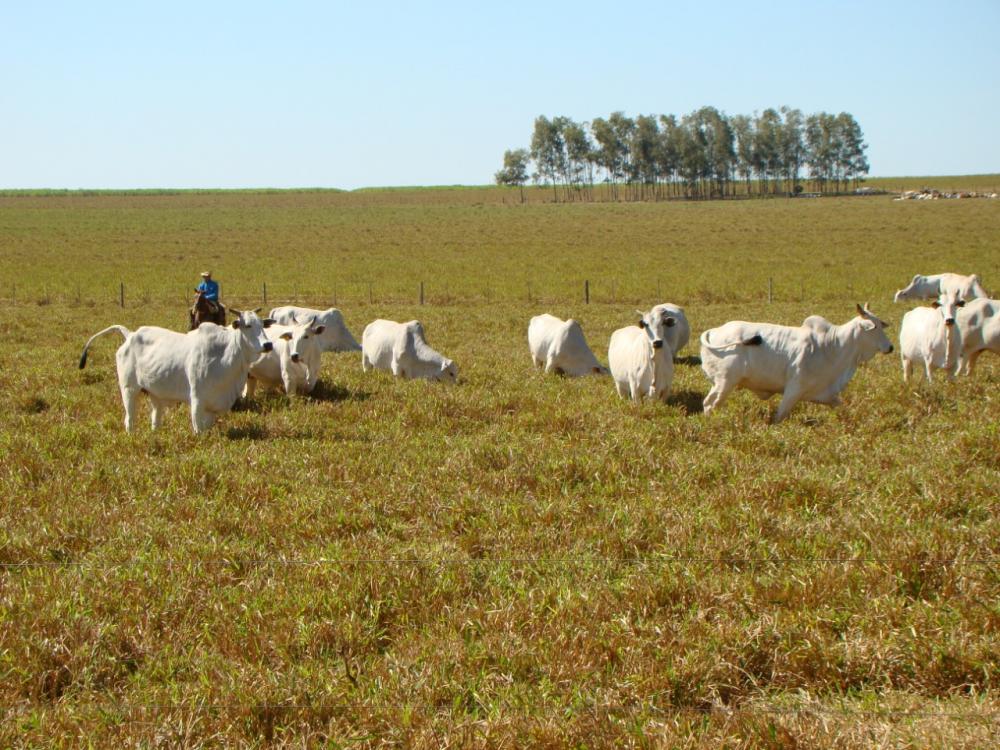 A suplementação, quando feita de forma adequada, serve para ajustar a deficiência e o desbalançonutricional presente nas forragens, independente da época do ano ou mesmo aporte de intensificação sobre as correções agronômicas.