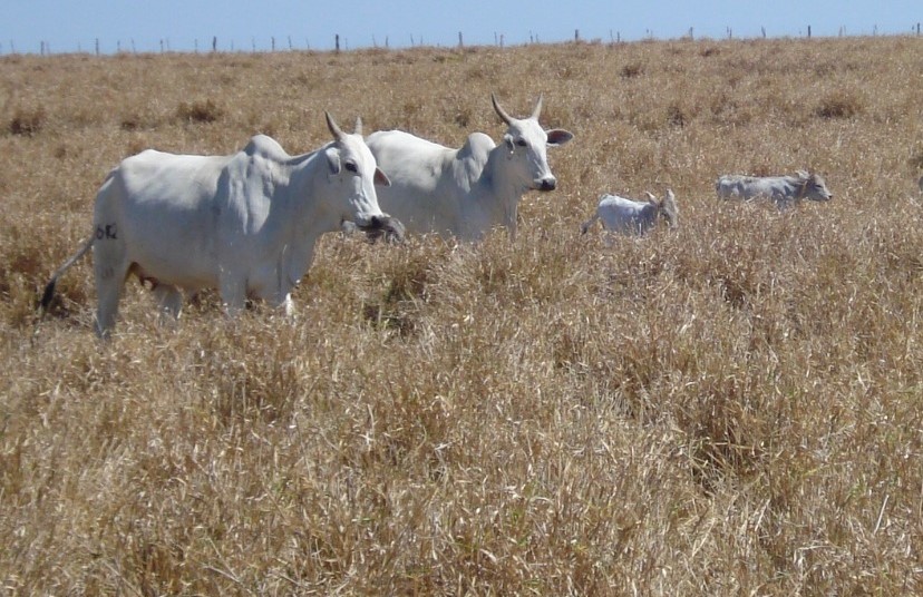 A correta suplementação das vacas no período seco melhora a taxa de prenhez e consequentemente o lucro do produtor.
