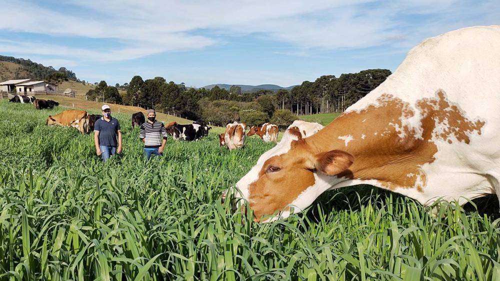 O pasto do gado de leite foi aprimorado com variedades de aveia e centeio do IDR, além disso, os produtores aprenderam a usar a técnica de pastejo rotacionado. Foto Toninho Anhaia. .