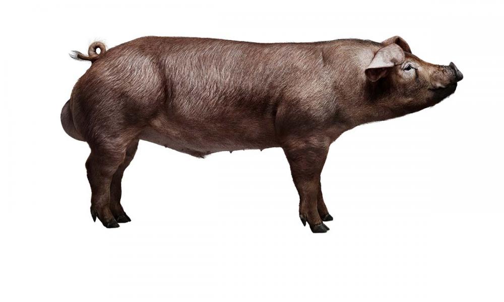 Em 2020, o Norsvin Duroc atingiu a excepcional marca de conversão alimentar de 1,75 na fase entre 30 kg e 120 kg