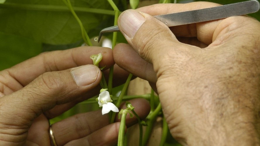 O IDR-Paraná (Instituto de Desenvolvimento Rural do Paraná) acaba de receber R$ 1,2 milhão para a aquisição de uma câmara fria destinada ao setor de conservação de recursos genéticos vegetais. Foto: IDR