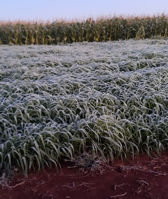 Forte geada atingiu a Região Oeste do Paraná, causando prejuízos