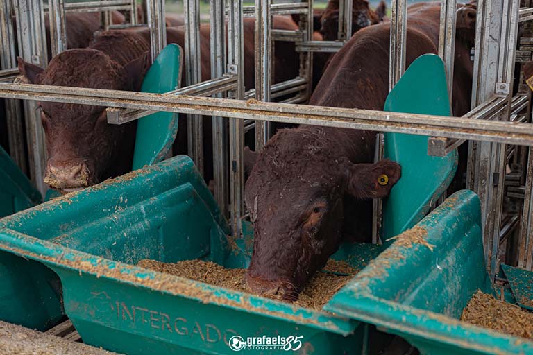 Segundo a presidente da ABCDB, Simone Bianchini, os testes permitem identificar animais com maior potencial genético para produzir com rentabilidade, quantidade e qualidade de carne, que atendam às exigências da indústria e do consumidor.Gustavo Rafael