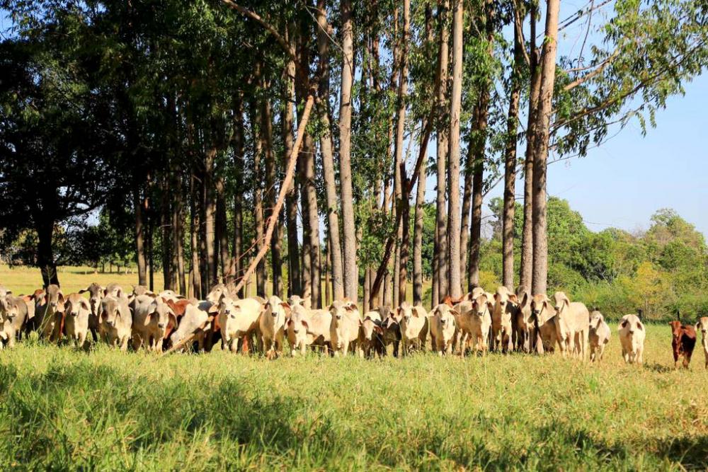 De acordo com o presidente da ACBB, Paulo Scatolin, ter dados técnicos confiáveis que atestam essa eficiência do zebu na pecuária de corte agregará ainda mais valor à genética Brahman, refletindo na demanda por animais e material genético da raça. 