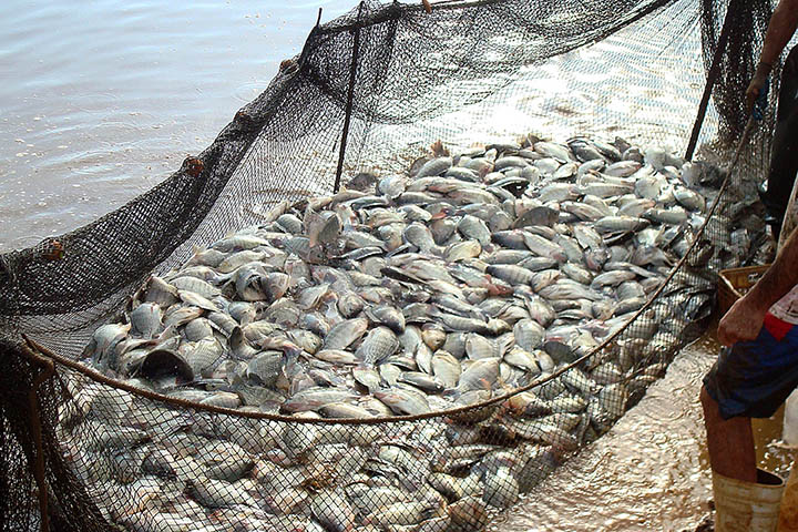 Para o técnico do Departamento de Economia Rural (Deral), responsável pelo setor de pescados, Edmar Gervásio, o peixe é um produto que deve conquistar mais espaço em futuro breve tanto em área de produção quanto no gosto do consumidor.
