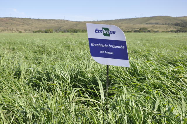 BRS Paiaguás, tolerância ao período seco da cultivar é um diferencial. - Foto: Breno Lobato