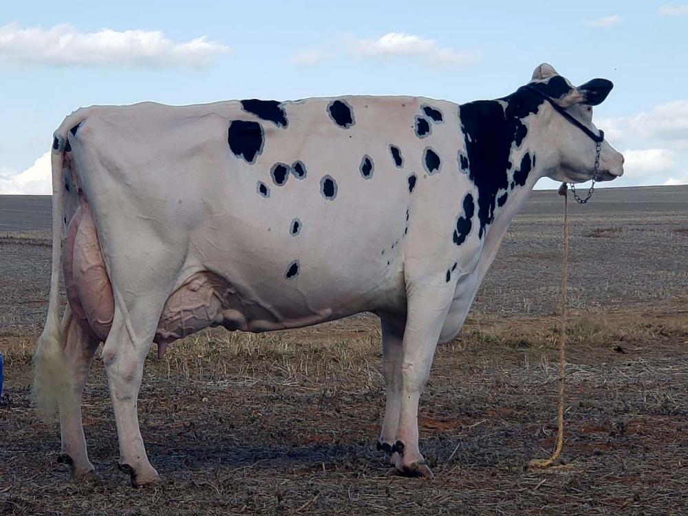 A vaca holandesa do Sr. Pedro Elgerma, residente de Arapoti (PR) e cooperado da CAPAL, é a primeira do Brasil a ser classificada como Ex97, pontuação máxima para animais adultos produtores de leite. 
