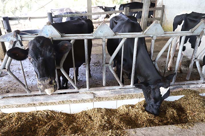 O Instituto de Desenvolvimento Rural do Paraná Iapar-Emater, desenvolveu uma metodologia para estimar a quantidade de nitrogênio e fósforo dos dejetos líquidos de bovinos, para o aproveitamento desse material como fertilizante orgânico, em vez do simples 