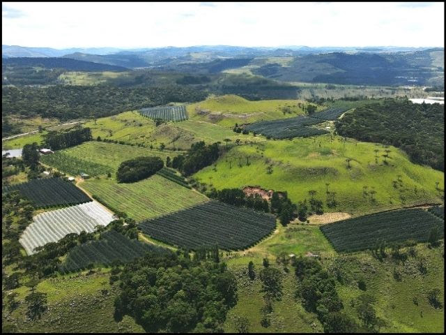 Santa Catarina é líder nacional na produção de maçã (Foto: Israel Oselame)