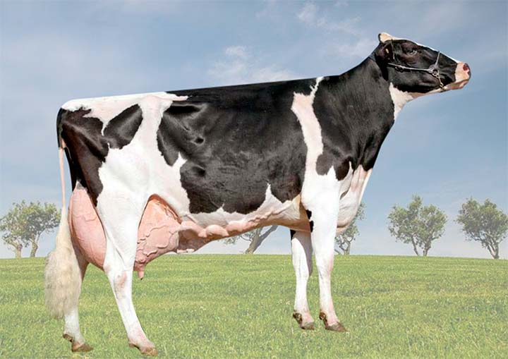 O animal recebeu certificações como o Troféu Maior Produção Vitalícia de Leite e Segunda maior Produção de Sólidos, em 2019 e Maior Produção Vitalícia de Leite e Maior Produção de Sólidos, em 2020.