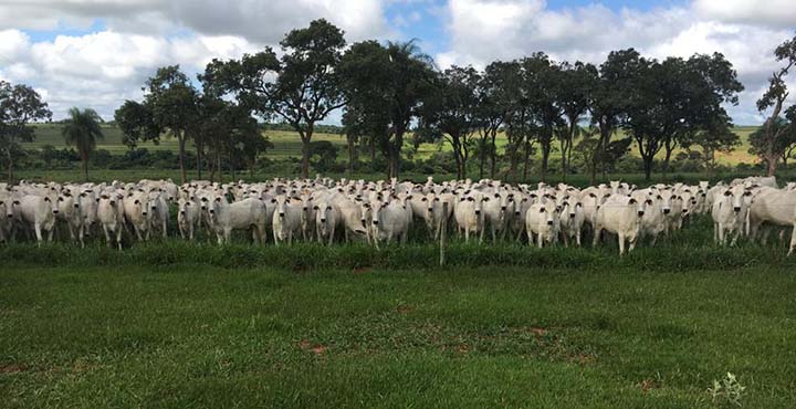 A estratégia implementada pelo administrador, além de aumentar a eficiência dos animais, por meio do manejo diferenciado e genética de qualidade, também foi focar na qualidade das pastagens. Para a recuperação dos pastos e solos degradados a escolha foi r