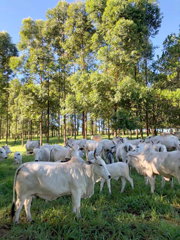 Atualmente, a maior rentabilidade é, sem dúvida nenhuma, da pecuária de cria, com uma margem de lucro excelente até mesmo quando comparada com outras atividades como o comércio ou a indústria por exemplo.