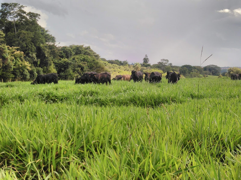 O estudo, que utilizou dados produtivos de 300.000 animais e 220.000 hectares, avalia o impacto dos gases de efeito estufa (GEE) no sistema produtivo das fazendas de pecuária brasileiras e as possíveis melhorias na cadeia produtiva.