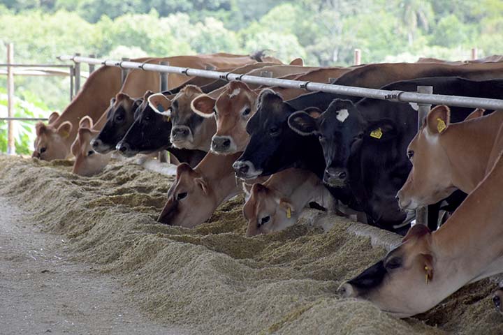 Durante a reunião mensal de conjuntura do Centro de Inteligência do Leite, da Embrapa, pesquisadores e analistas da instituição se viram diante da pergunta: “quando os preços que integram os custos de produção irão começar a cair?” Foto Toninho Anhaia.