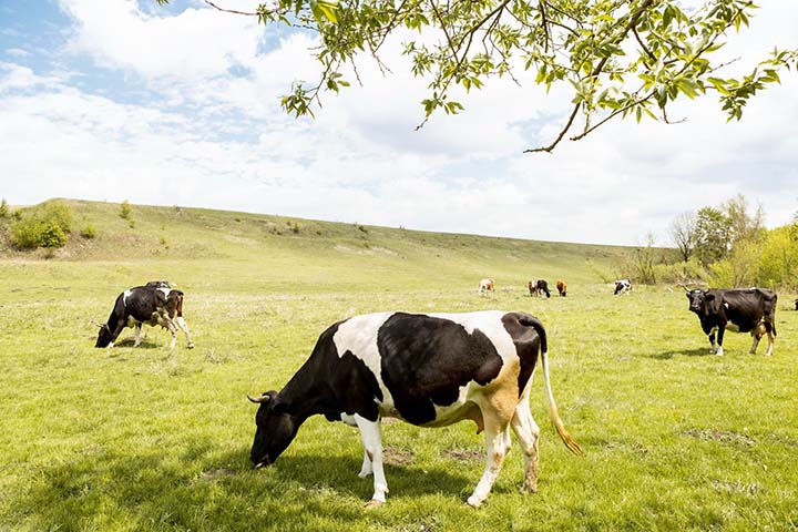 Para se ter uma ideia, o carrapato é um dos maiores inimigos da produção de leite e carne no Brasil e gera grandes prejuízos à pecuária nacional. Pulso da economia do país, o setor chega a perder R$ 10 bilhões por ano com as consequências que a praga ocas