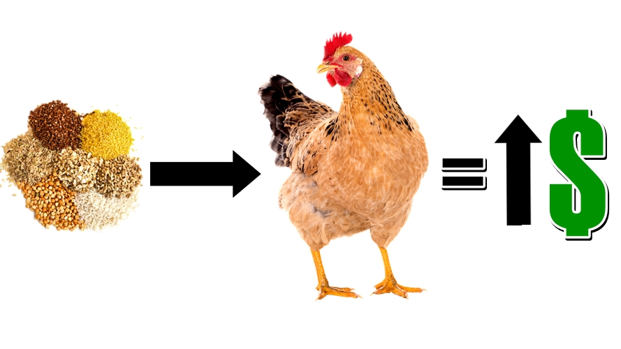 A nutrição é um dos principais fatores de desempenho pensando em produção animal. 