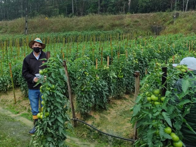 Tomate Kaiçara apresentou alta produtividade e resistência a doenças