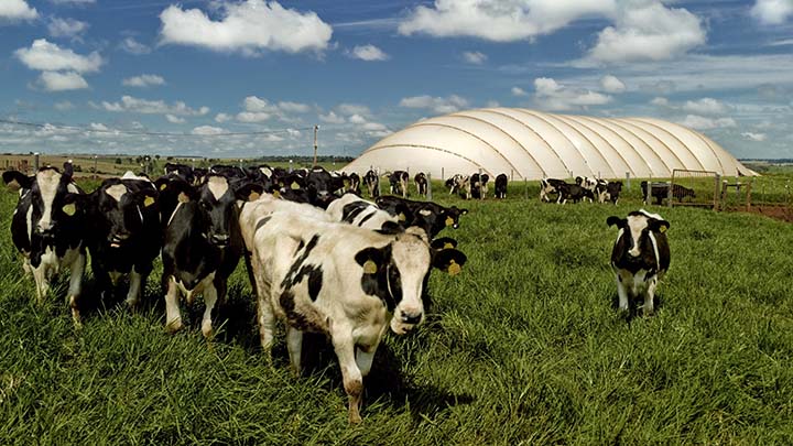 Biodigestor na fazenda Star Milk. O tratamento de degetos dos animais gera metano que abastece geradores de energia e adubo orgânico reduzindo o impacto ambiental. Foto IDR
