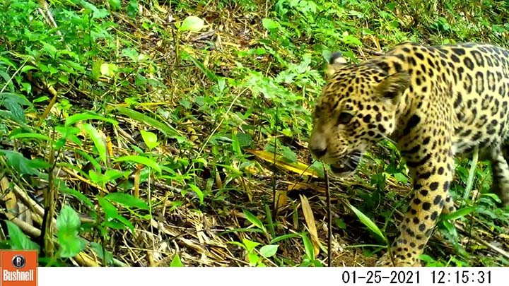 Mãe seguida por filho são registrados por câmeras trap no Paraná. Imagens: Programa Grandes Mamíferos da Serra do Mar