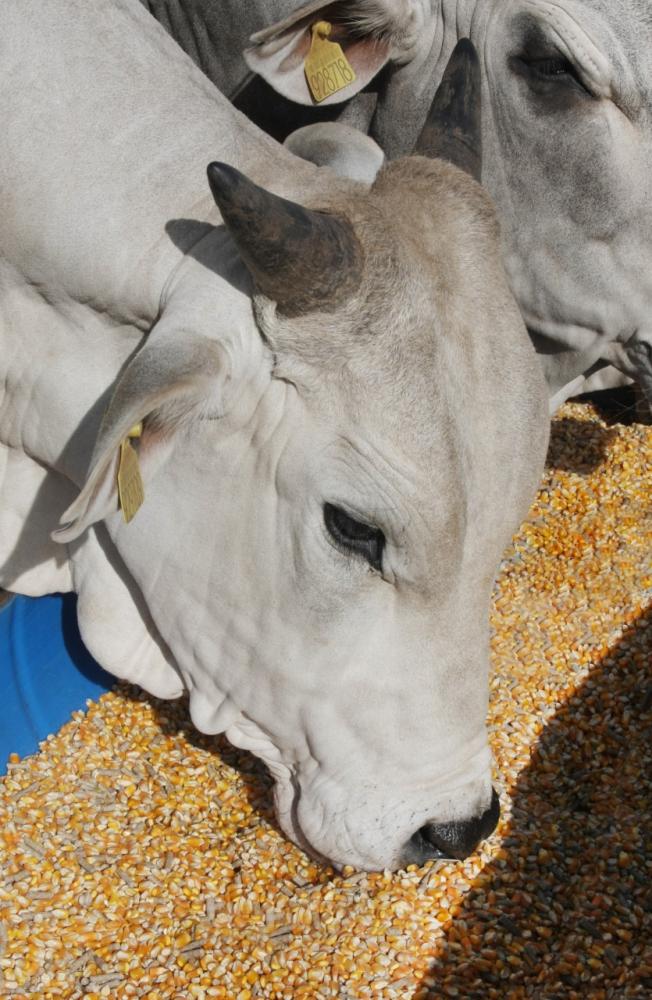 Oitenta por cento da carne bovina produzida em nosso País são consumidos pelos próprios brasileiros e apenas no primeiro semestre de 2021 mais de 875 mil toneladas foram exportadas.
