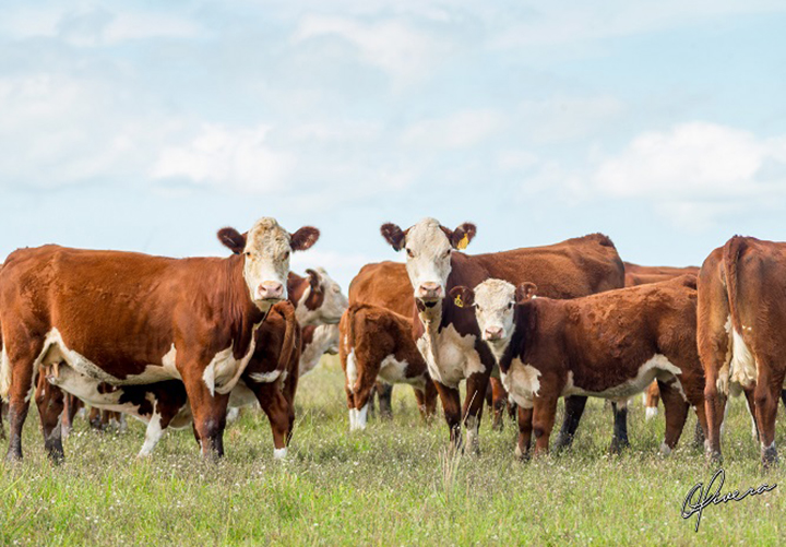 A Ultrassonografia de Carcaça Bovina é uma importante técnica que está relacionada tanto ao melhoramento genético, como para busca de animais com qualidade de carne superior. FOTO GABRIEL OLIVERA - AGENCIA E TV EL CAMPO.