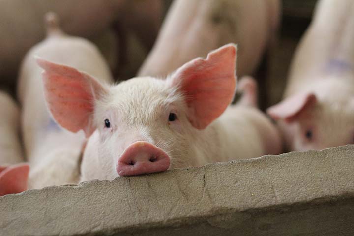 Na Castrolanda, o setor de suinocultura fechou o último ano com a segunda maior receita líquida da cooperativa, atrás apenas do setor de lácteos. O trabalho com a carne suína representou, no último balanço anual, 19% da receita – fechando 2020 com uma pro