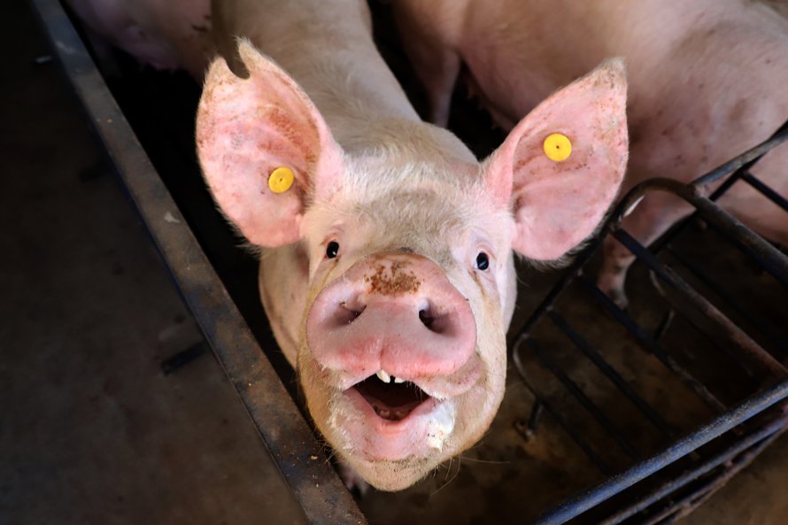 Puxado por Toledo, Paraná avança e mira novos mercados internacionais na carne suína Foto: Ari Dias/AEN