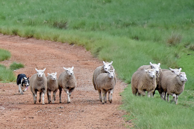 A carne desses animais é muito apreciada pelas populações árabes e muçulmanas, principalmente por ser saborosa e macia. Foto Toninho Anhaia