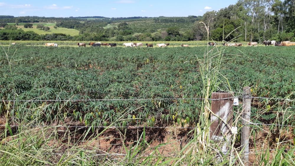O estudo dos pesquisadores destaca que o maior período de pasto (quatro anos) na rotação com mandioca em plantio direto contribuiu de forma significativa para o incremento dos teores de carbono no solo no período de sete anos de avaliações. 