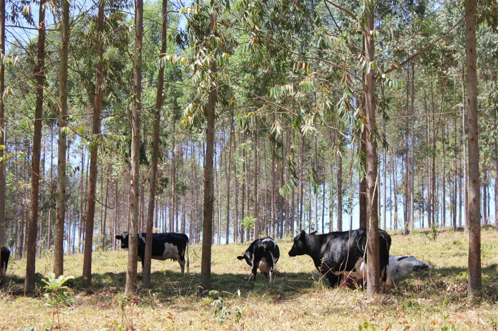 O pesquisador Inácio de Barros, da Embrapa, pontua que, hoje, a sociedade está mais preocupada com a pauta sustentabilidade. Foto: Marcos La Falce.