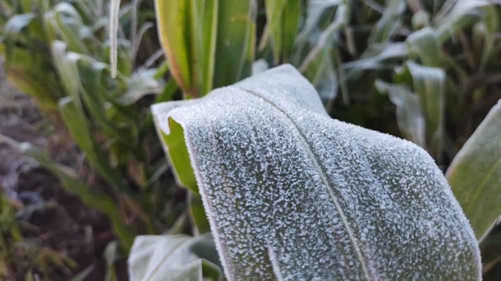 As temperaturas baixas, previstas, poderão causar impactos negativos em culturas como hortaliças, tomate, milho, café, pastagem, frutíferas tropicais, entre outras. Porém alguns cuidados podem ser tomados pelos agricultores para que o prejuízo seja o meno