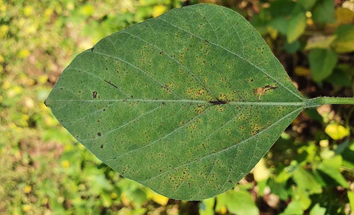 Alta umidade relativa e temperaturas amenas são favoráveis a proliferação do fungo