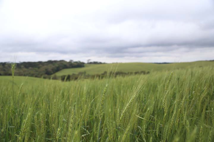Uma boa nutrição é fundamental para atingir o potencial produtivo da cultura, conforme explica a engenheira agrônoma Mayra Soares, gerente técnica de grãos da Alltech Crop Science.