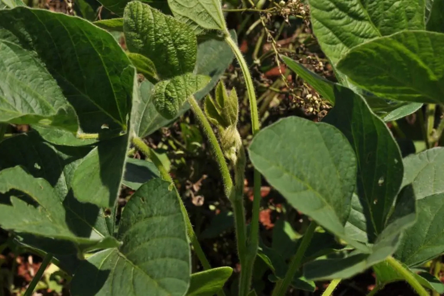 Estudos avaliam resistência de pragas da soja a defensivos agrícolas - Foto: UEL