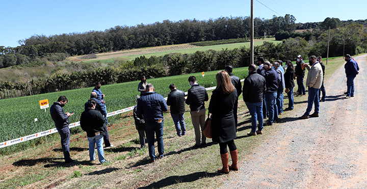 Participantes da reunião foram convidados a visitar um campo de trigo na Estação Experimental do IAC.