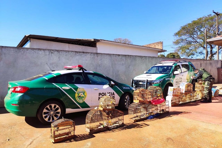 Mais de 100 aves nativas são apreendidas e R$ 92 mil em multas lavradas pela PM durante a Operação Liberdade no Noroeste do estado . Foto: PMPR
