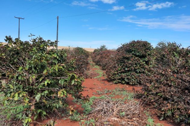 Os produtores rurais do Paraná que tiveram perdas na safra 2020/21 podem pedir a renegociação das dívidas dos financiamentos de custeio junto as instituições financeiras.